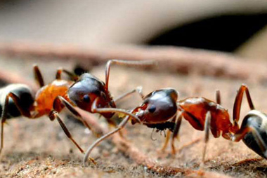 蟻類防治3